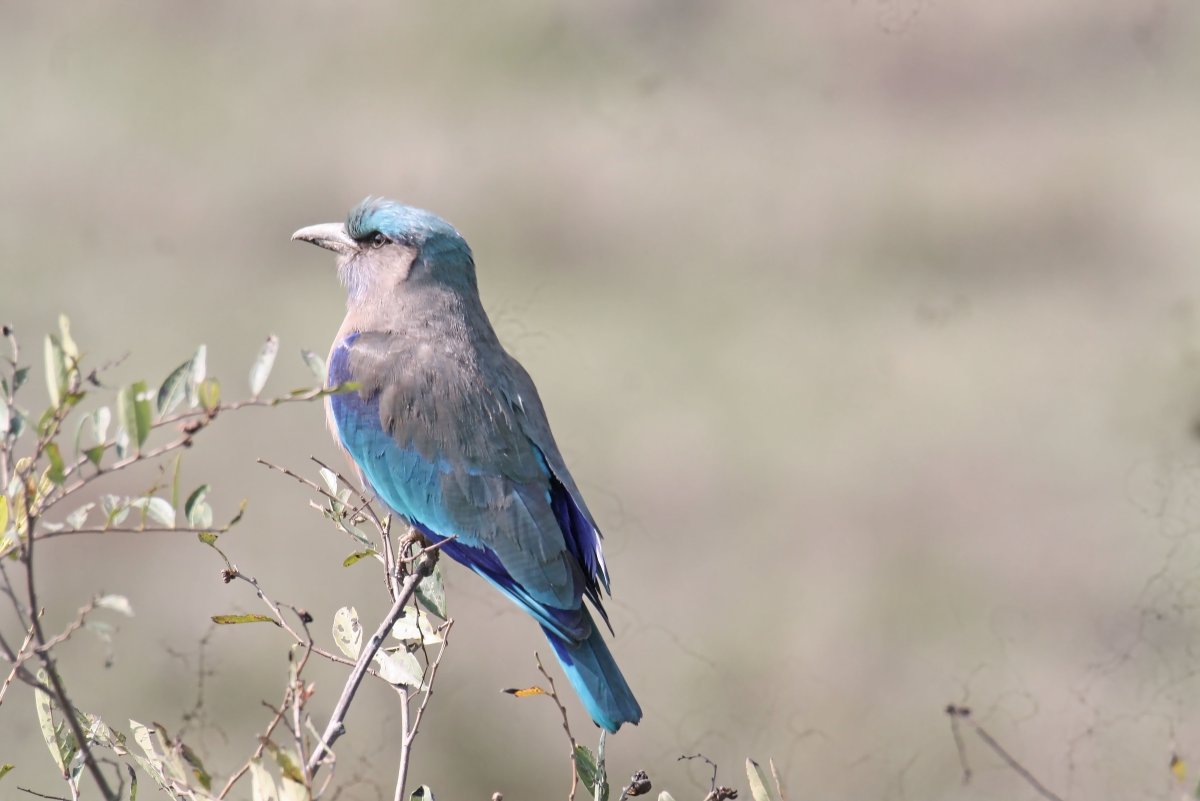 Электрическая птица