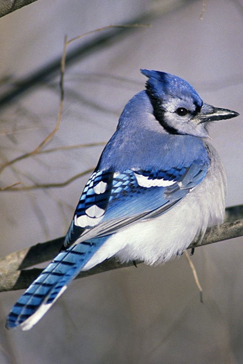 Стеллерова черноголовая голубая Сойка