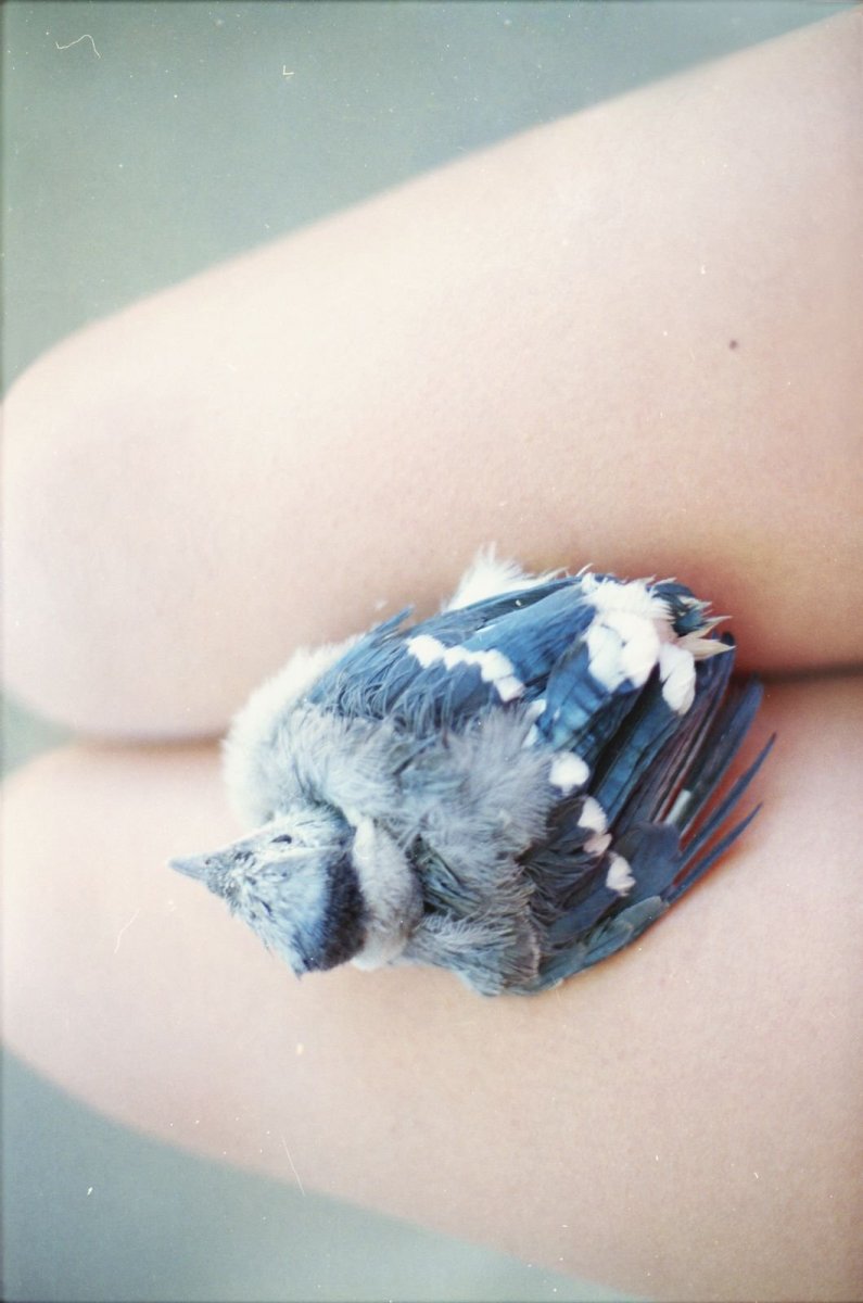 Голубые птички Эстетика