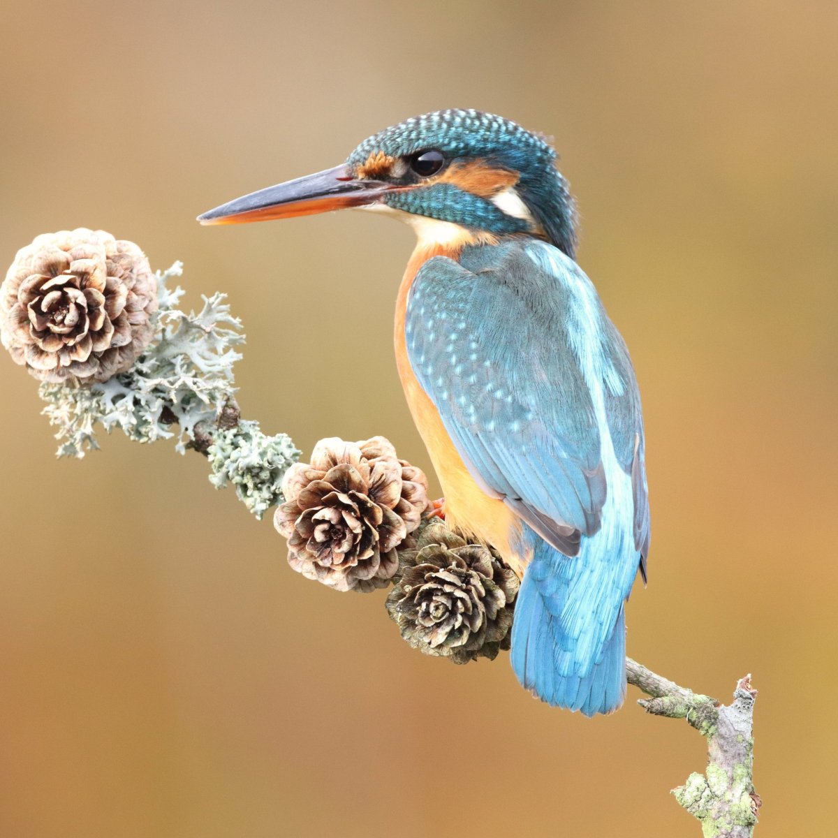 Обыкновенный Зимородок самка