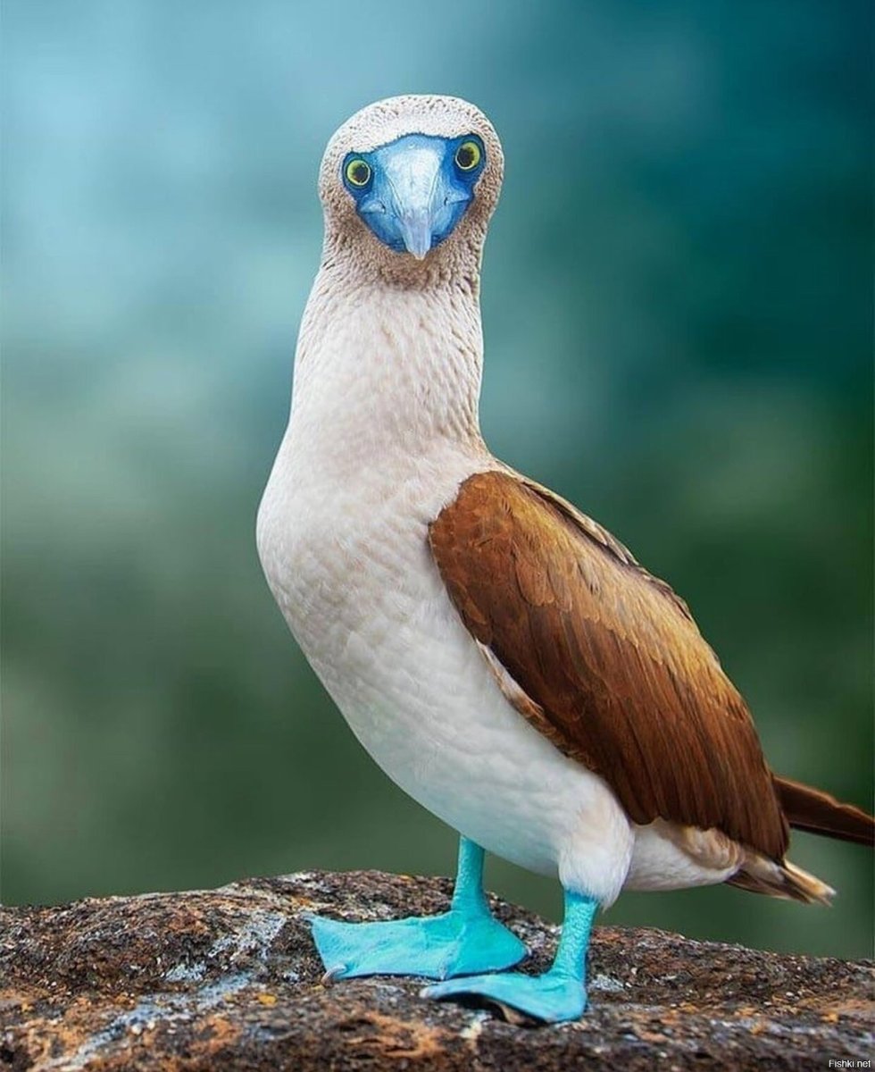 Голубоногая олуша гнездо