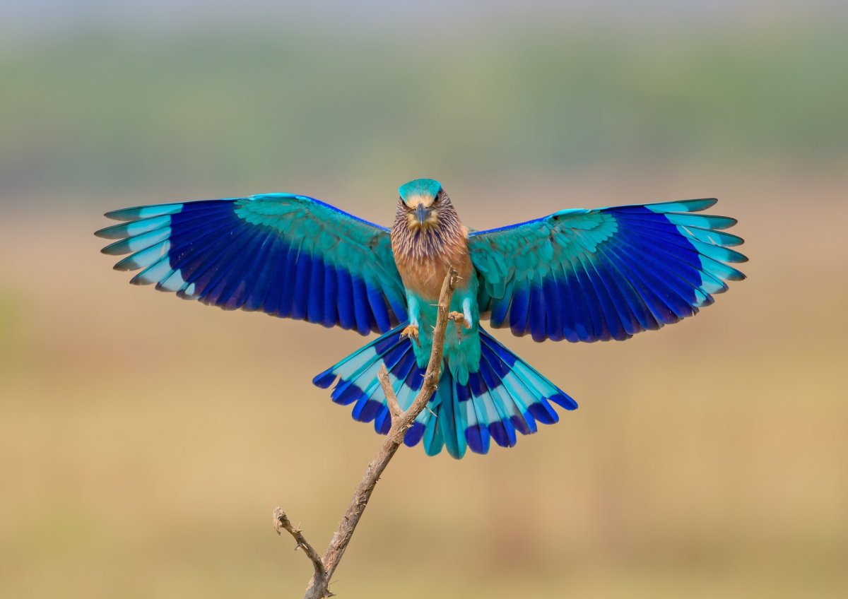 Indian Roller