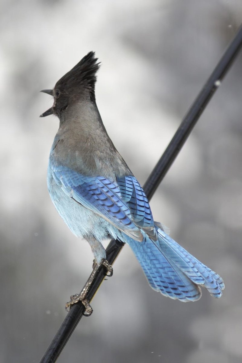 Серо голубая птица