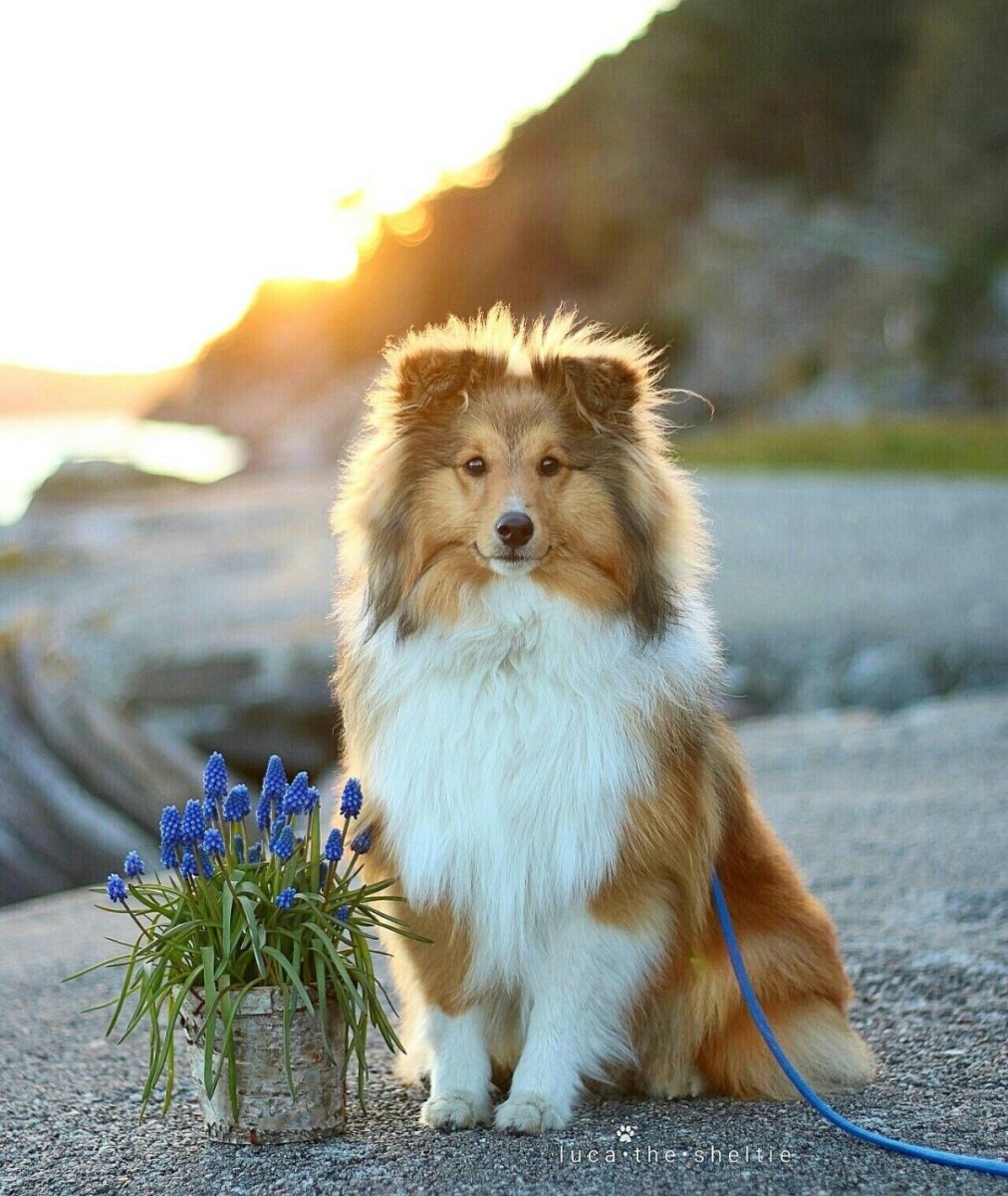 Шотландская колли и шелти