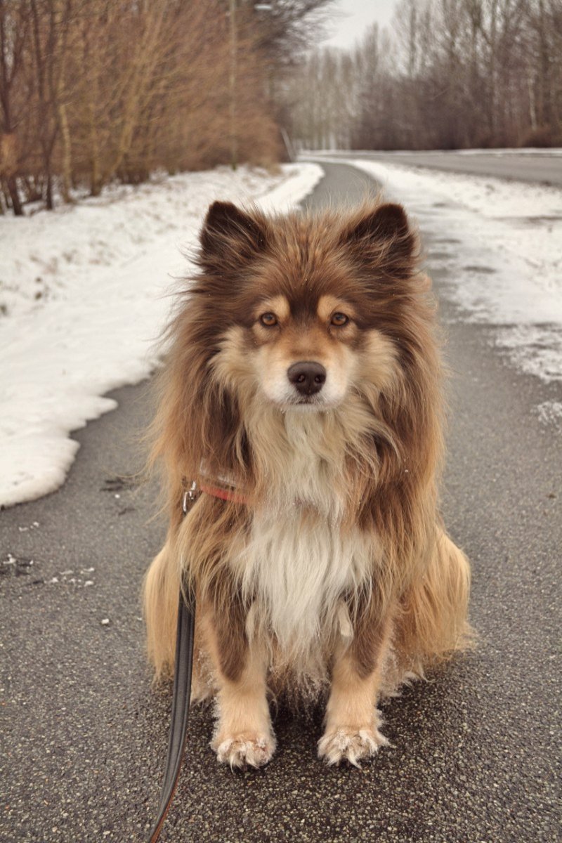 Рыжая лохматая собака