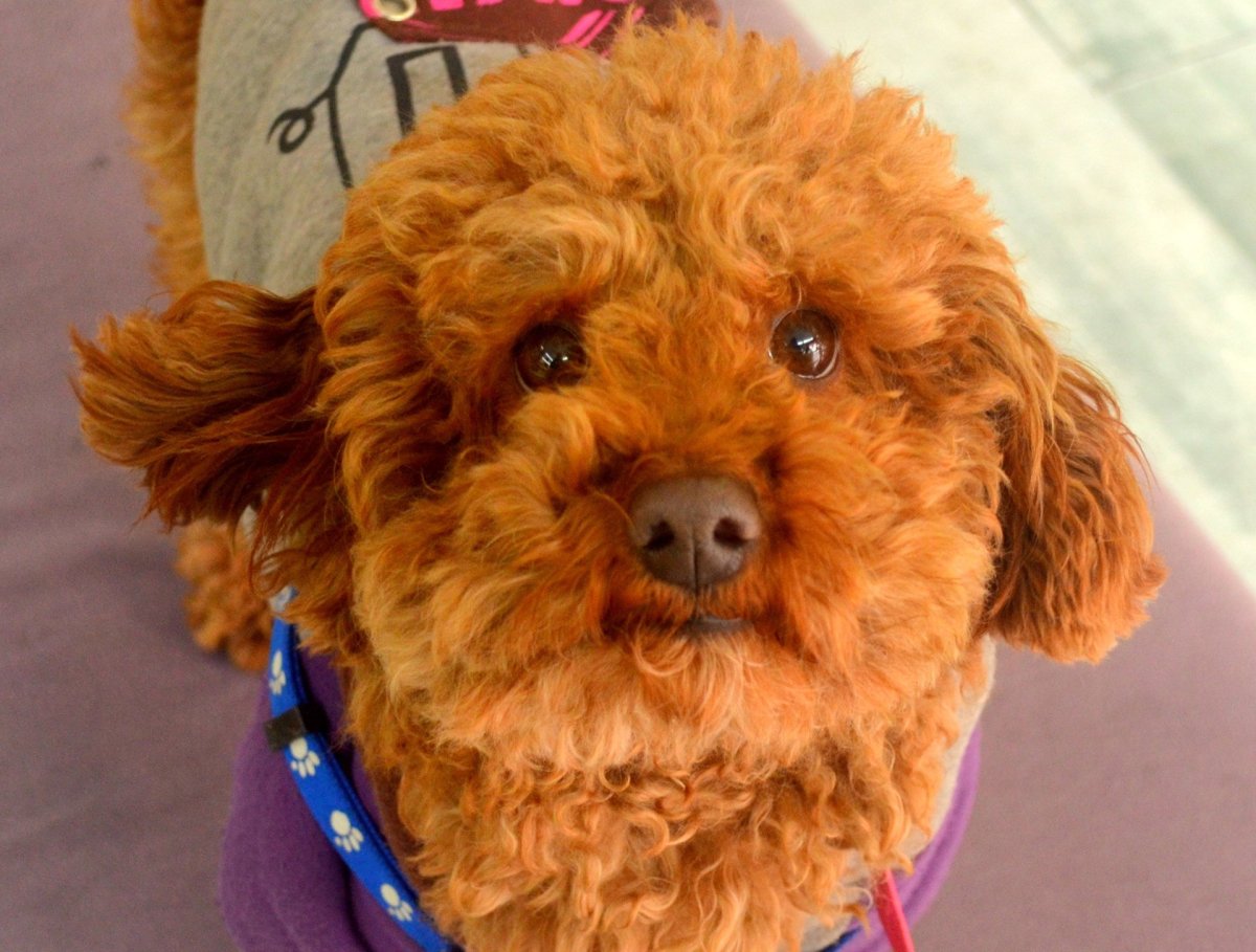 Йоркширский пудель