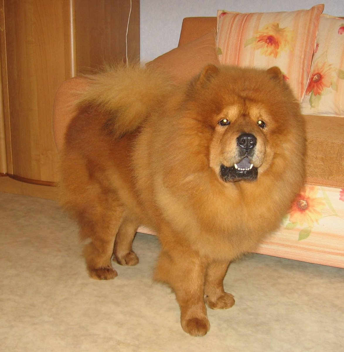 Порода Чао Чао