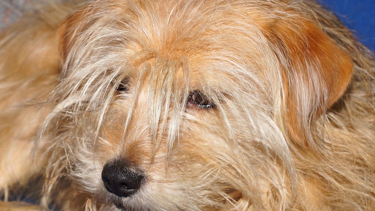 Тибетский терьер рыжий