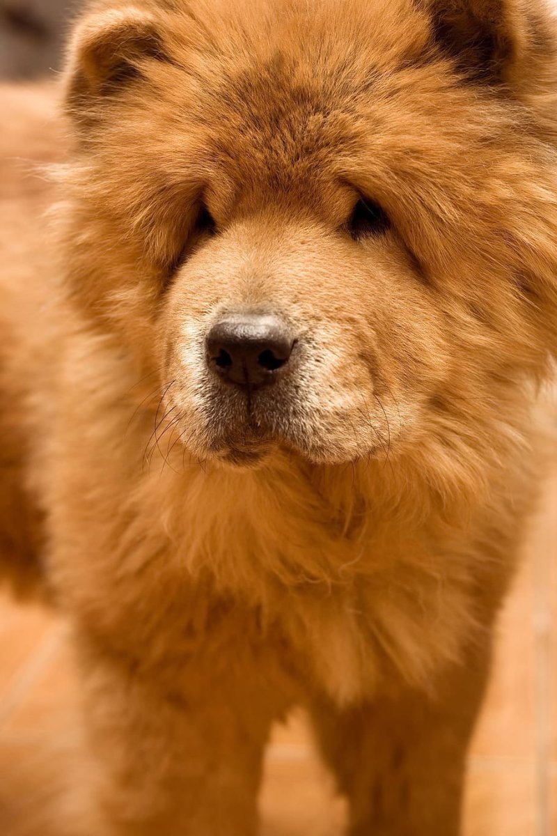 Рыжая пушистая собака