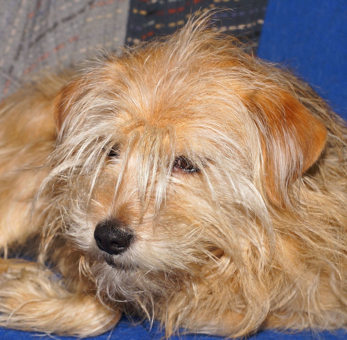 Терьер дворняжка рыжий