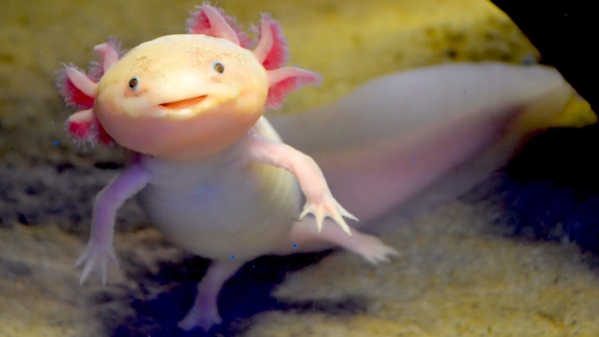 Аксолотль головастик