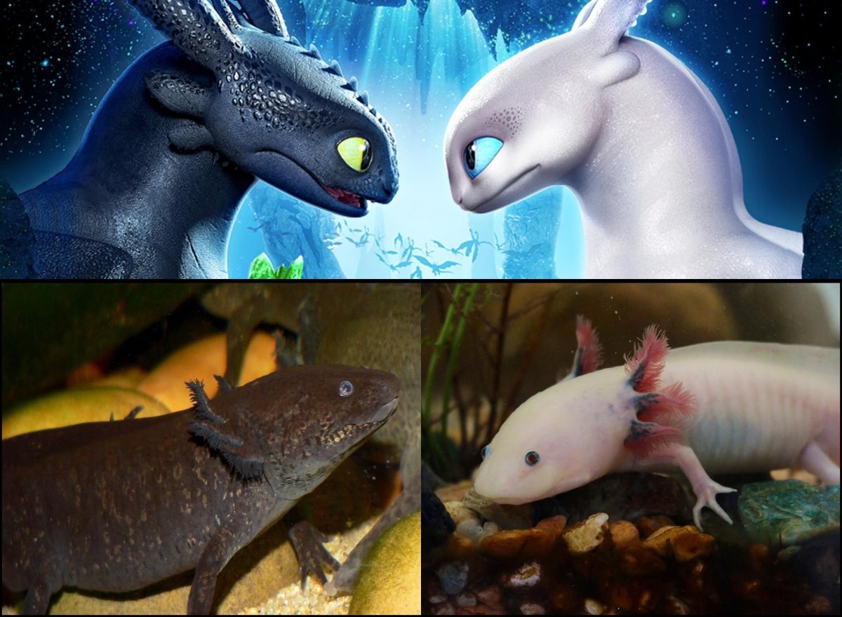 Аксолотль Лунтик Беззубик