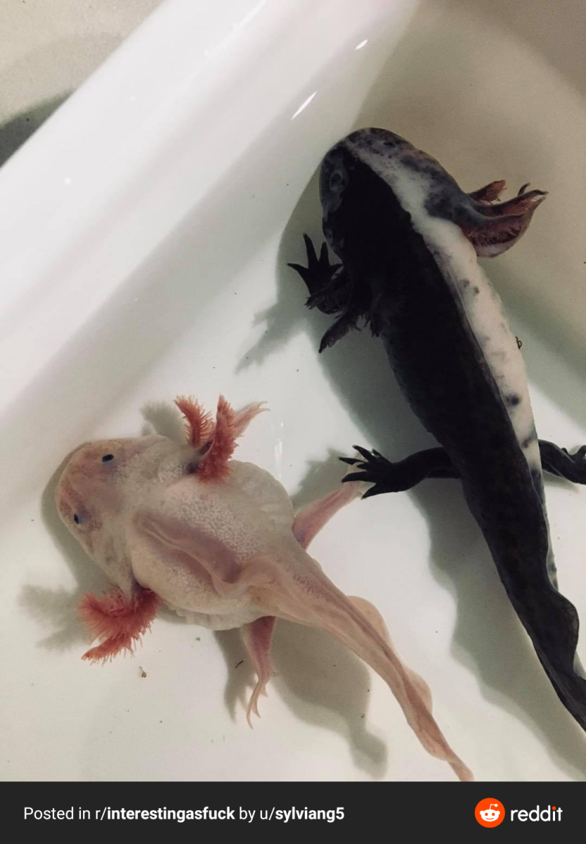 Мексиканская саламандра аксолотль