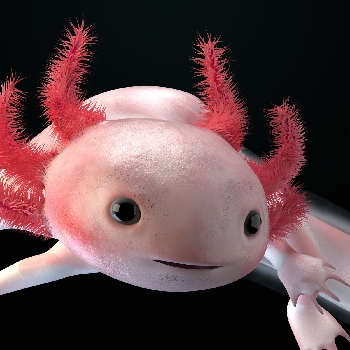 Аксолотль детёныш