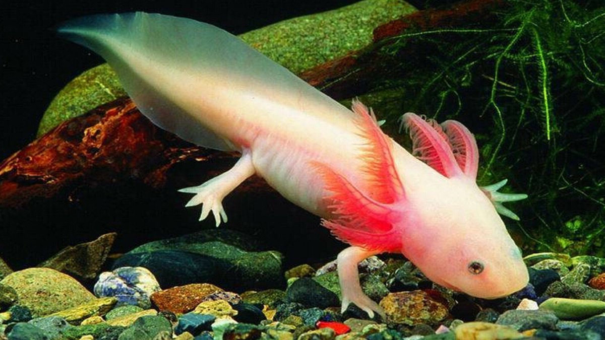 Амфибия аксолотль