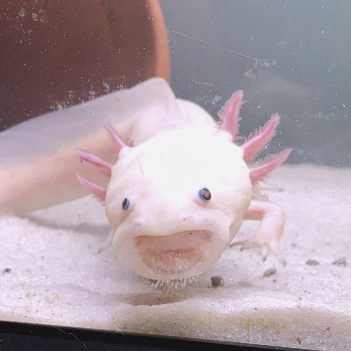 Меланоидный аксолотль