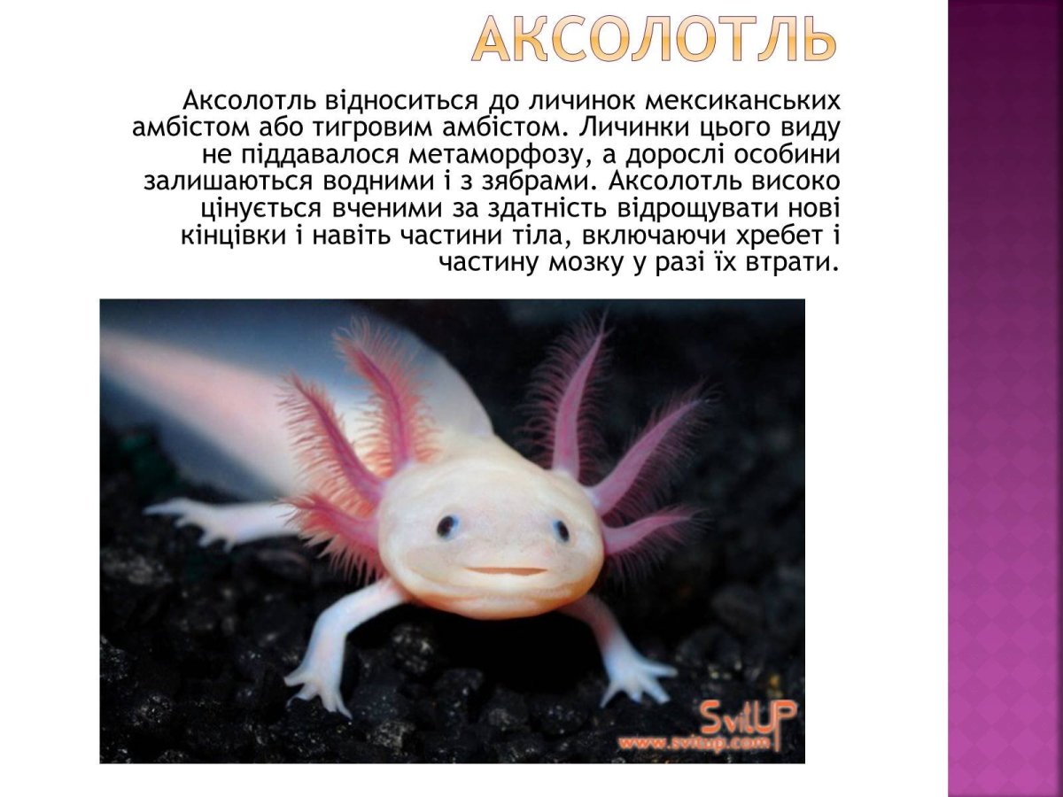 Аксолотль Эволюция