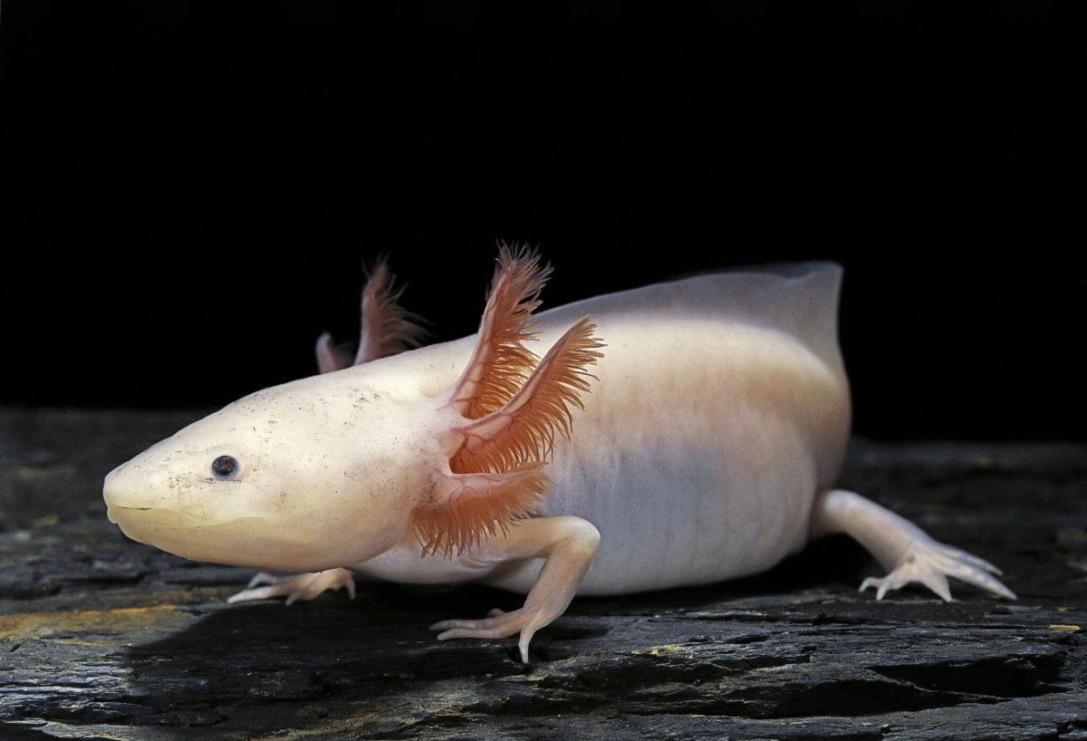 Морской дракон аксолотль