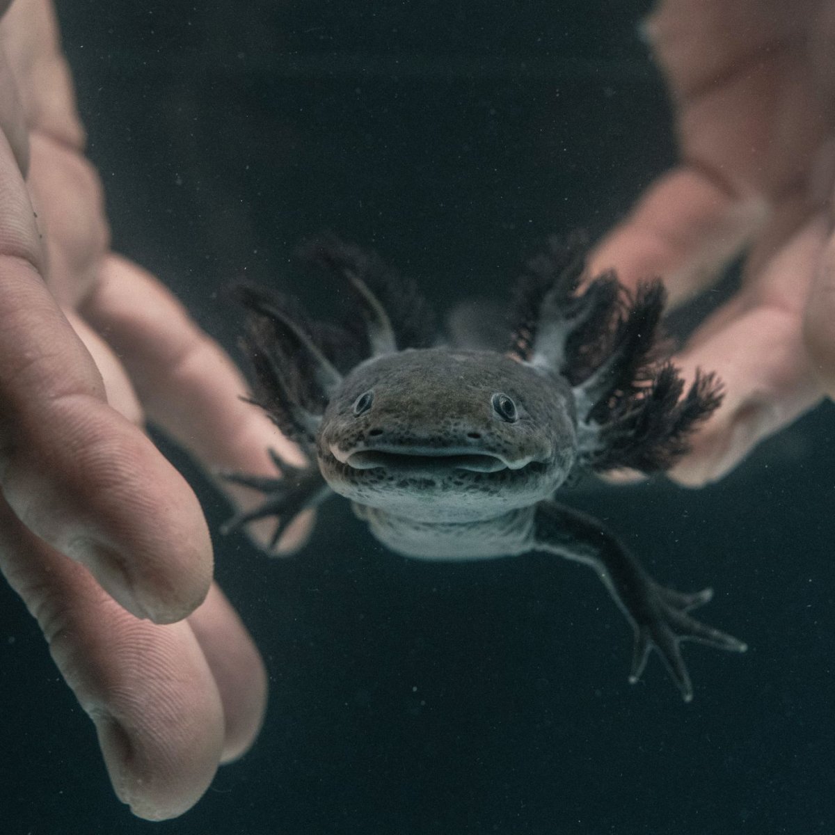 Аксолотль темный рыцарь