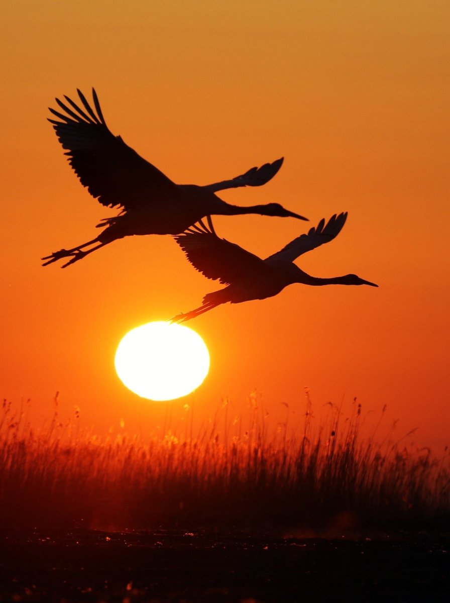 Птицы на закате