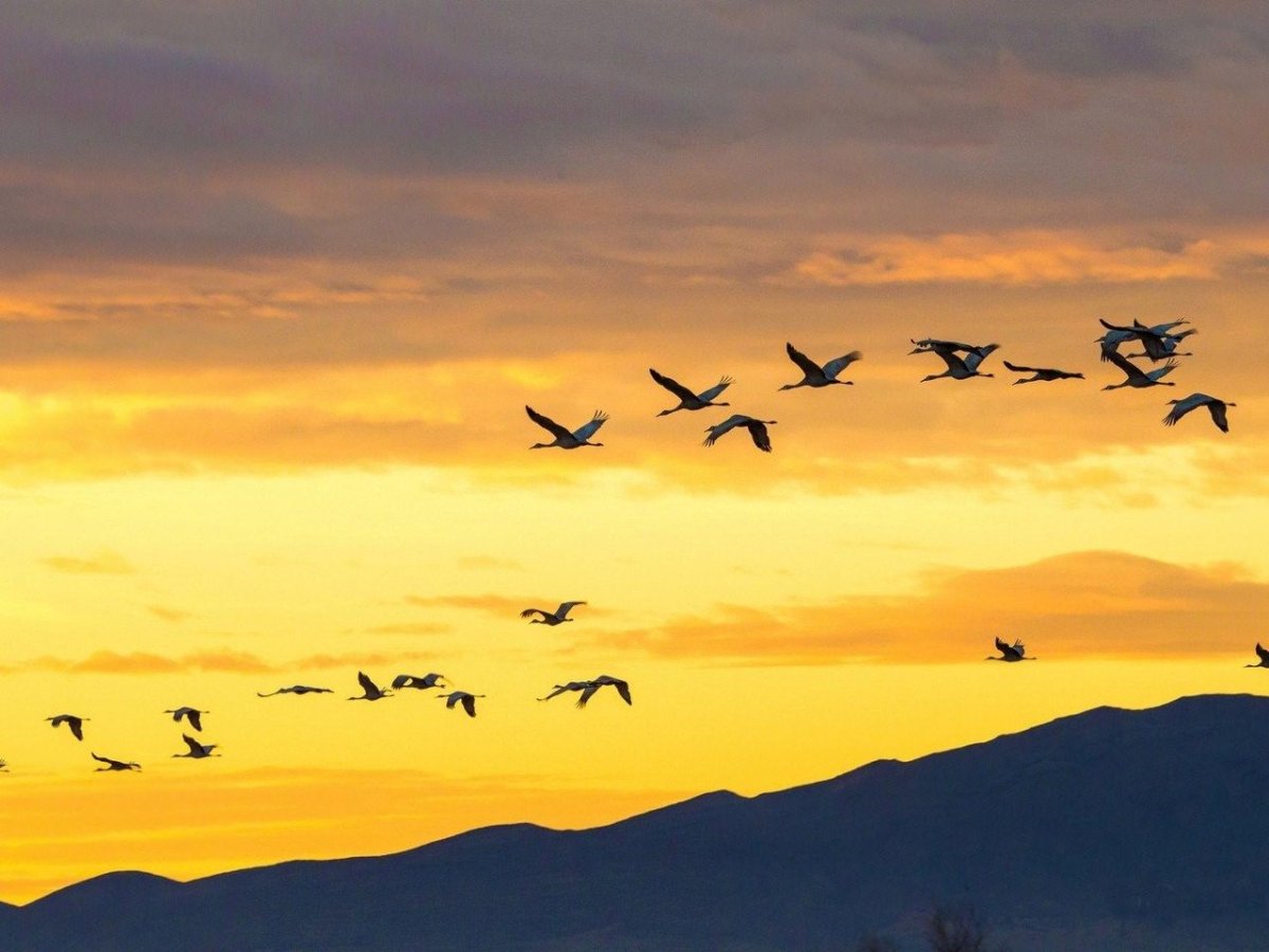 Птицы в небе