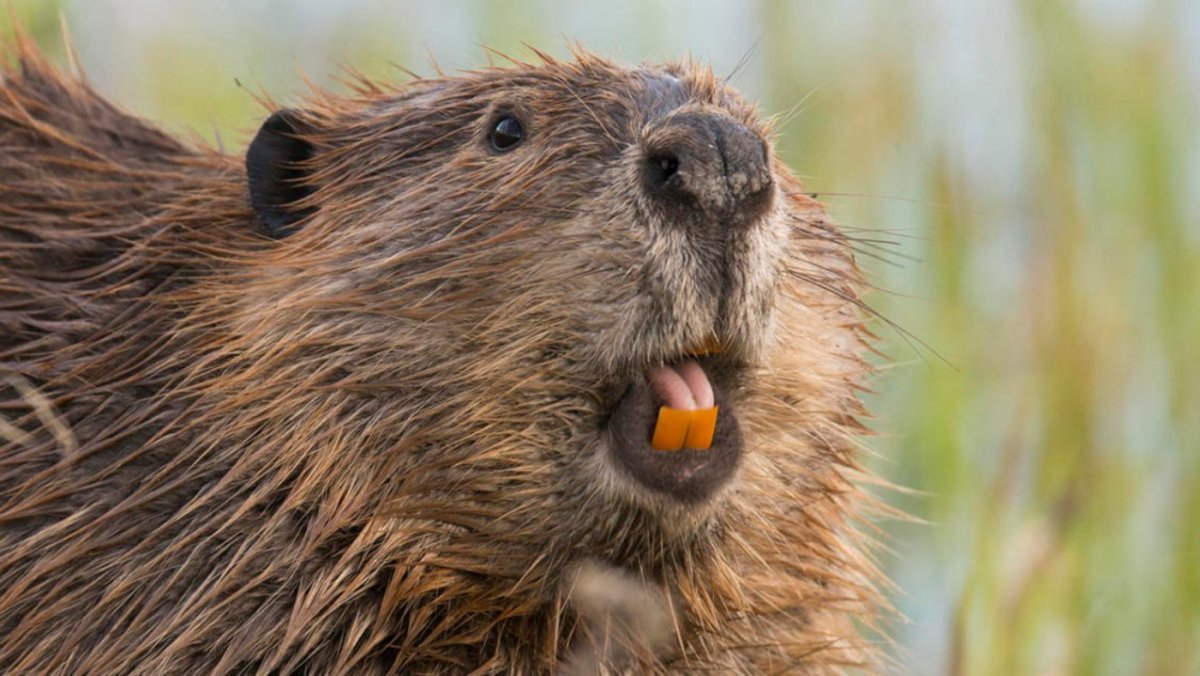 Бобр Речной обыкновенный