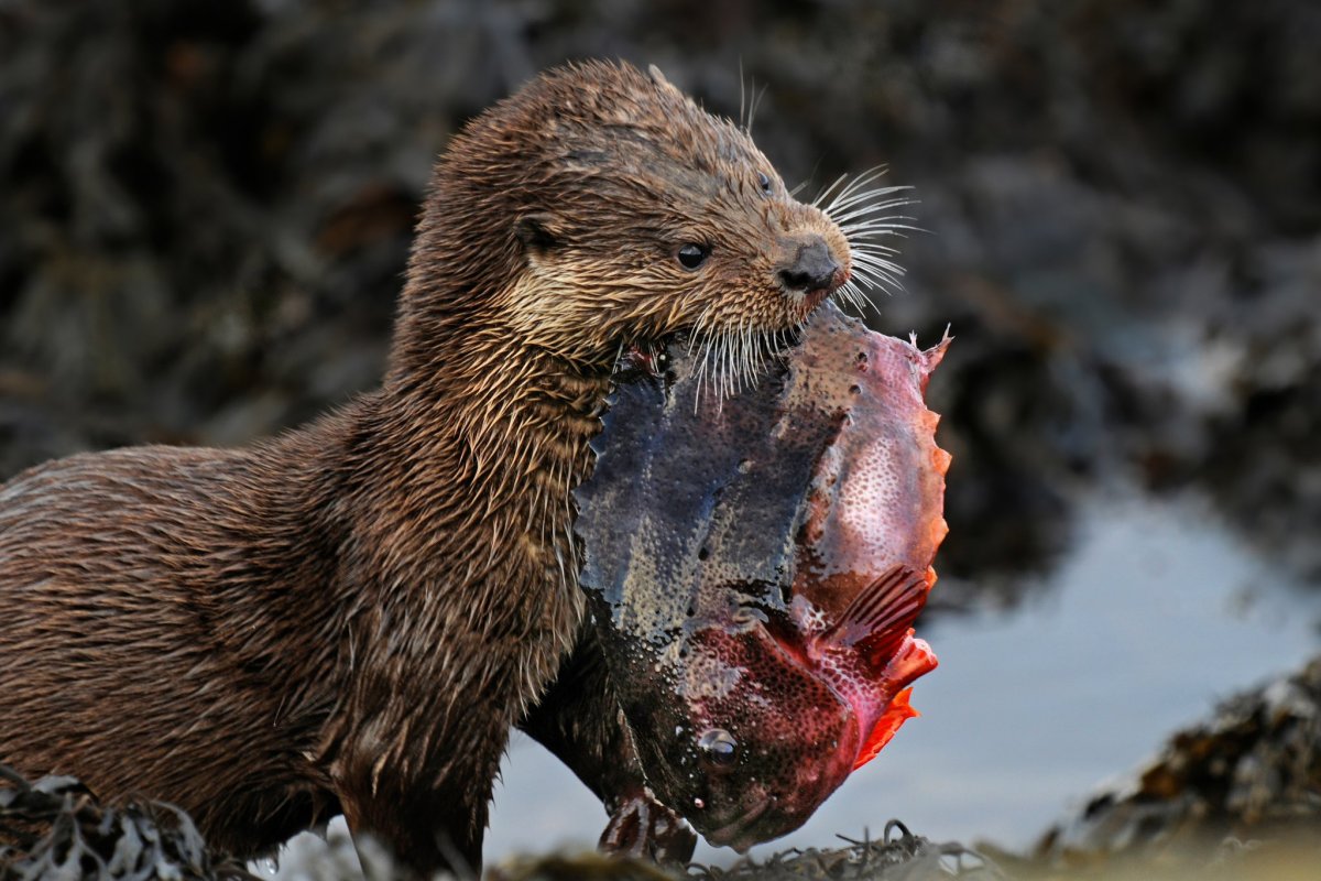 Гигантская выдра