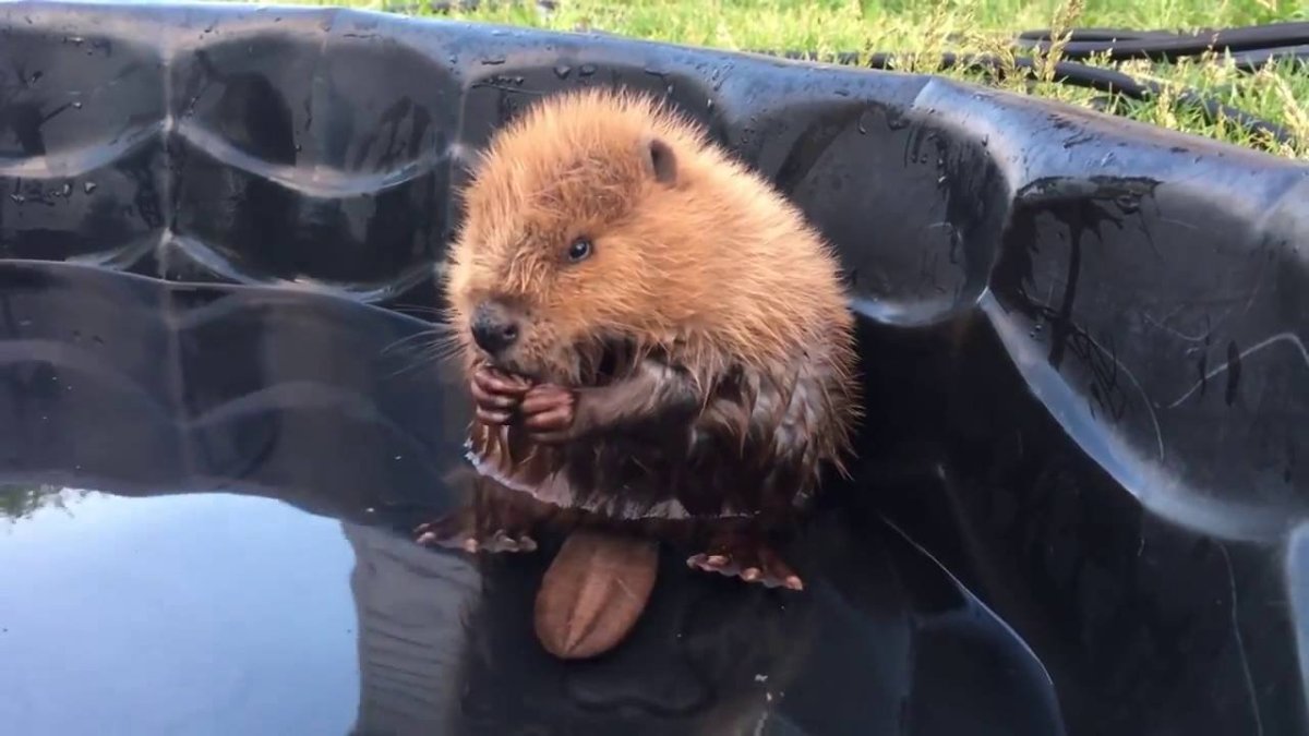 Маленький Бобр