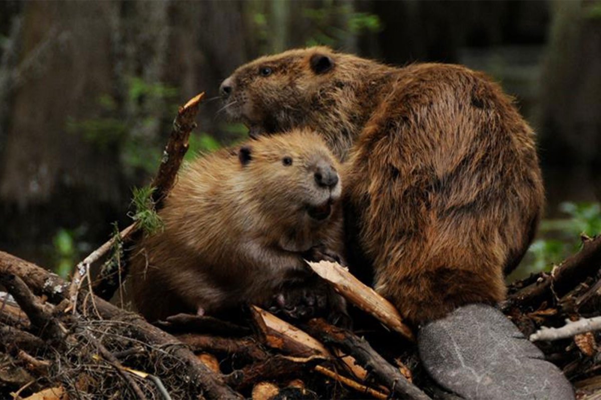 Беловежская пуща бобер