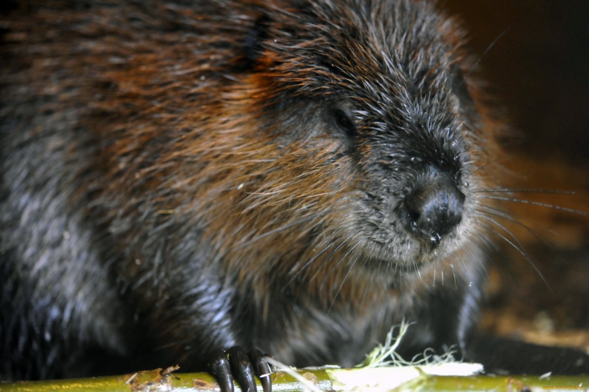Бобер на рабочий стол