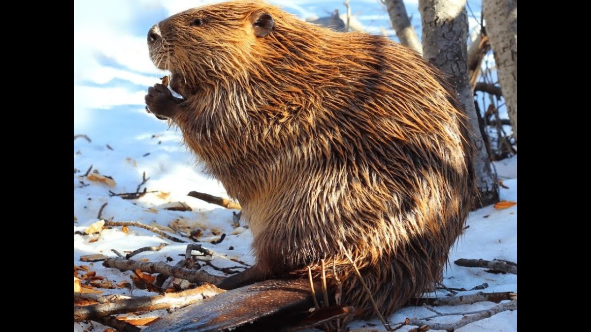 Бобр ондатра выдра