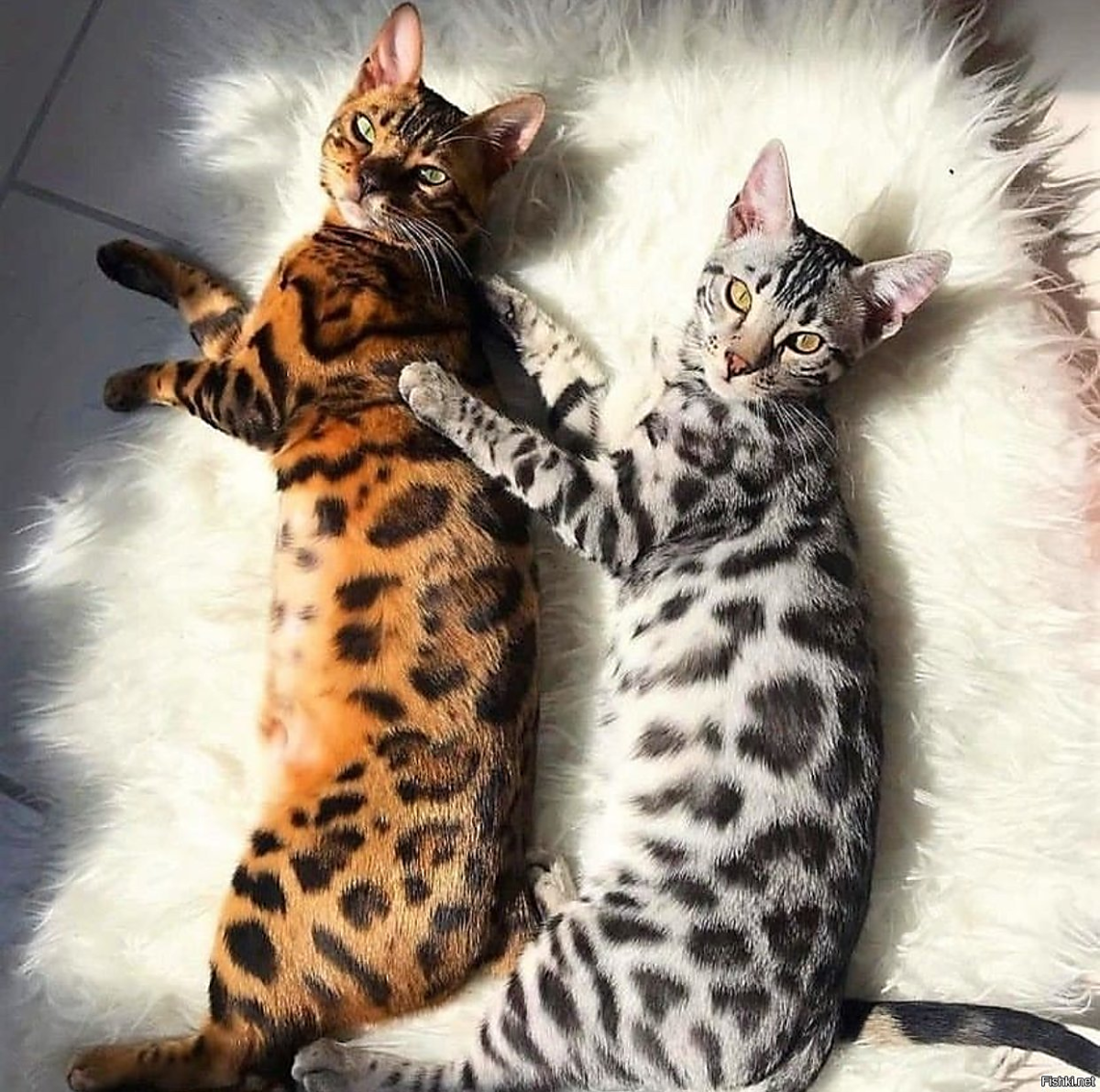 Кошки бенгальской породы