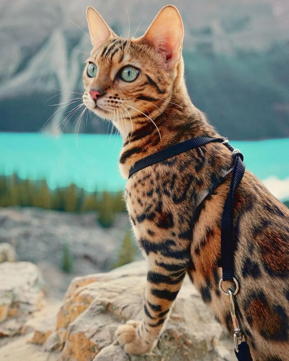 Бенгальская кошка путешественница