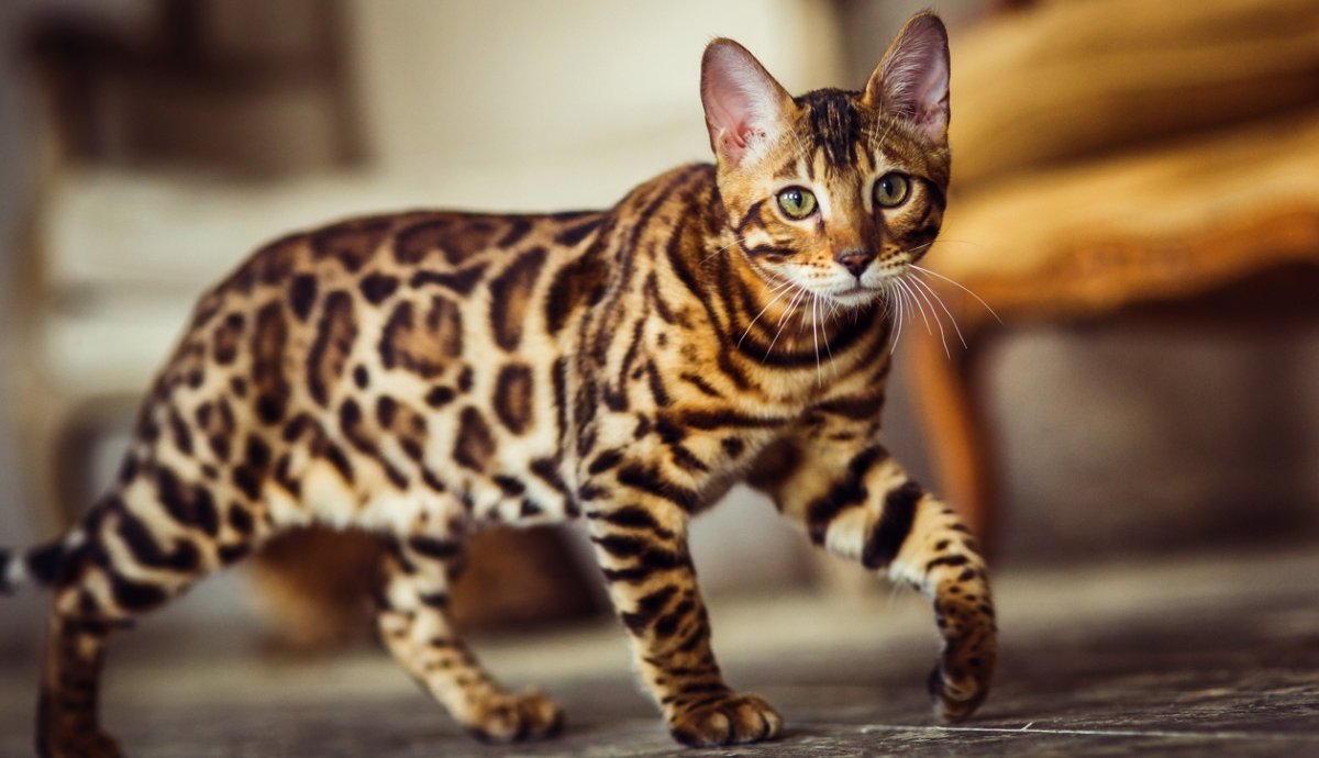 Коты породы бенгал