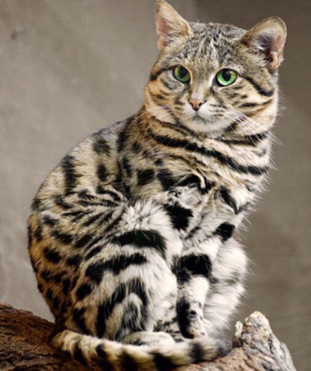 Африканский дикий кот черноногая кошка