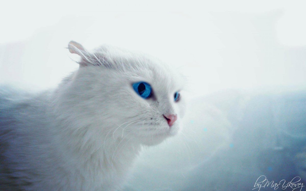 Сибирская кошка белая с голубыми глазами