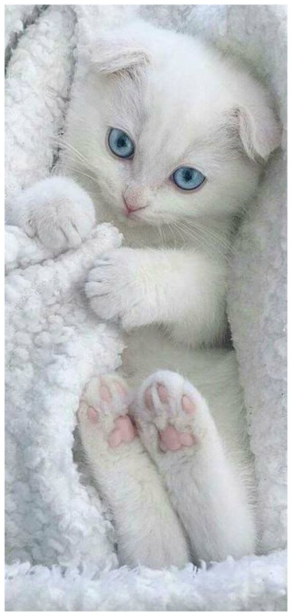 Милый белый котенок с голубыми глазами
