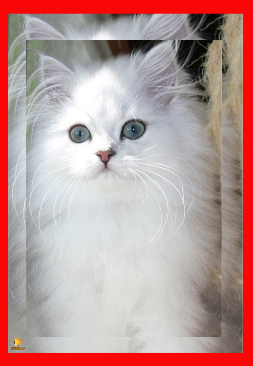 Персидская кошка Рэгдолл