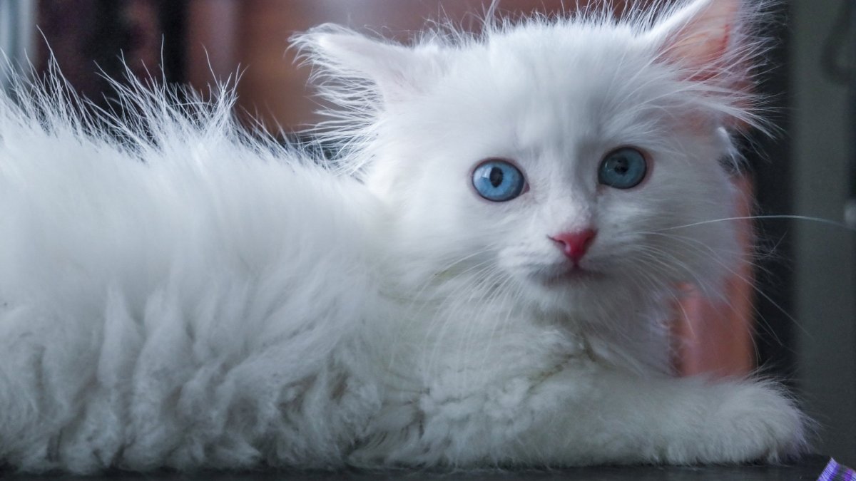 Сибирская ангорская кошка белая