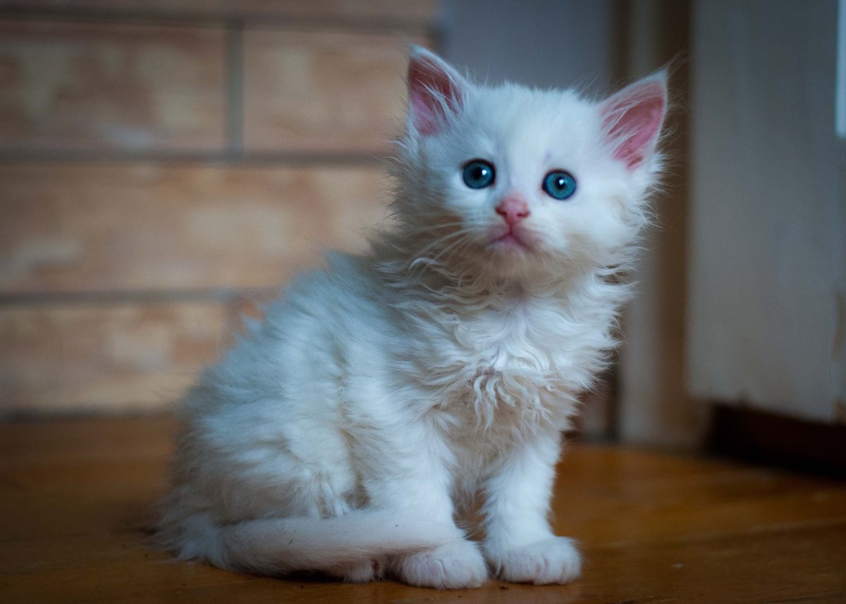 Белый пушистый котенок