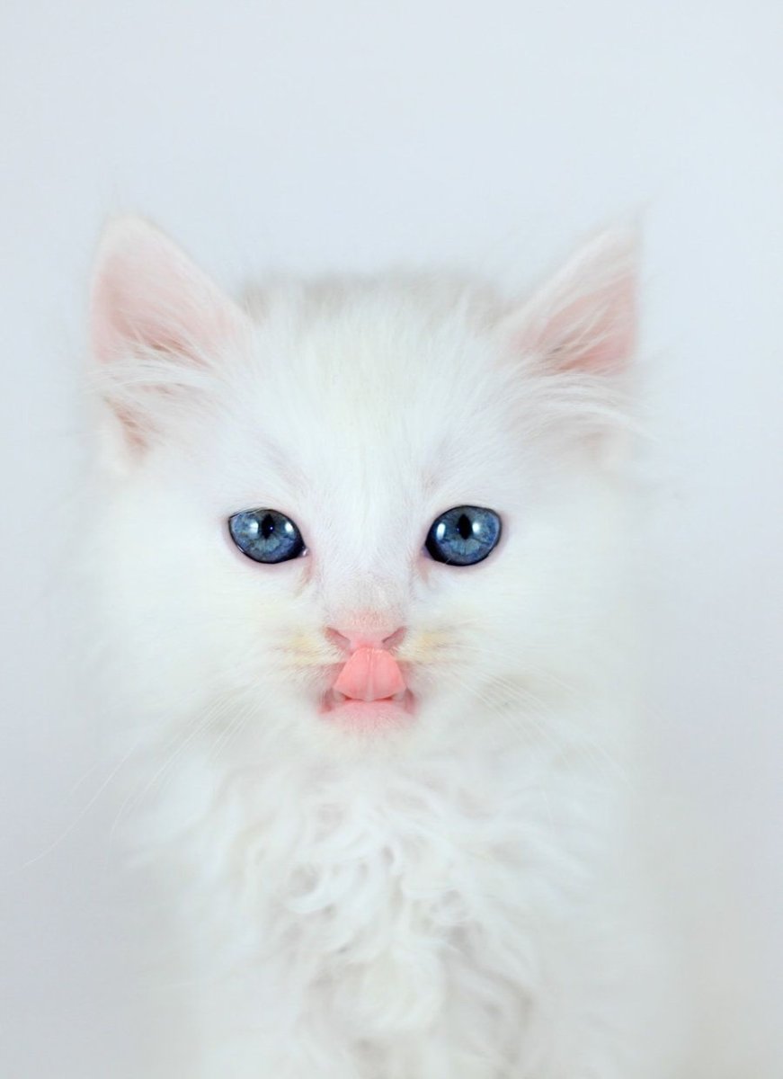 Красивая белая кошка