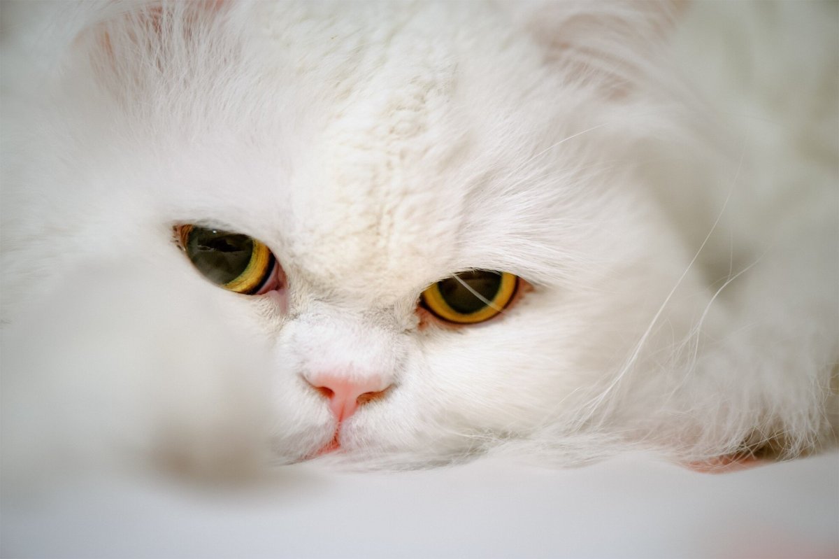 Кошка белая