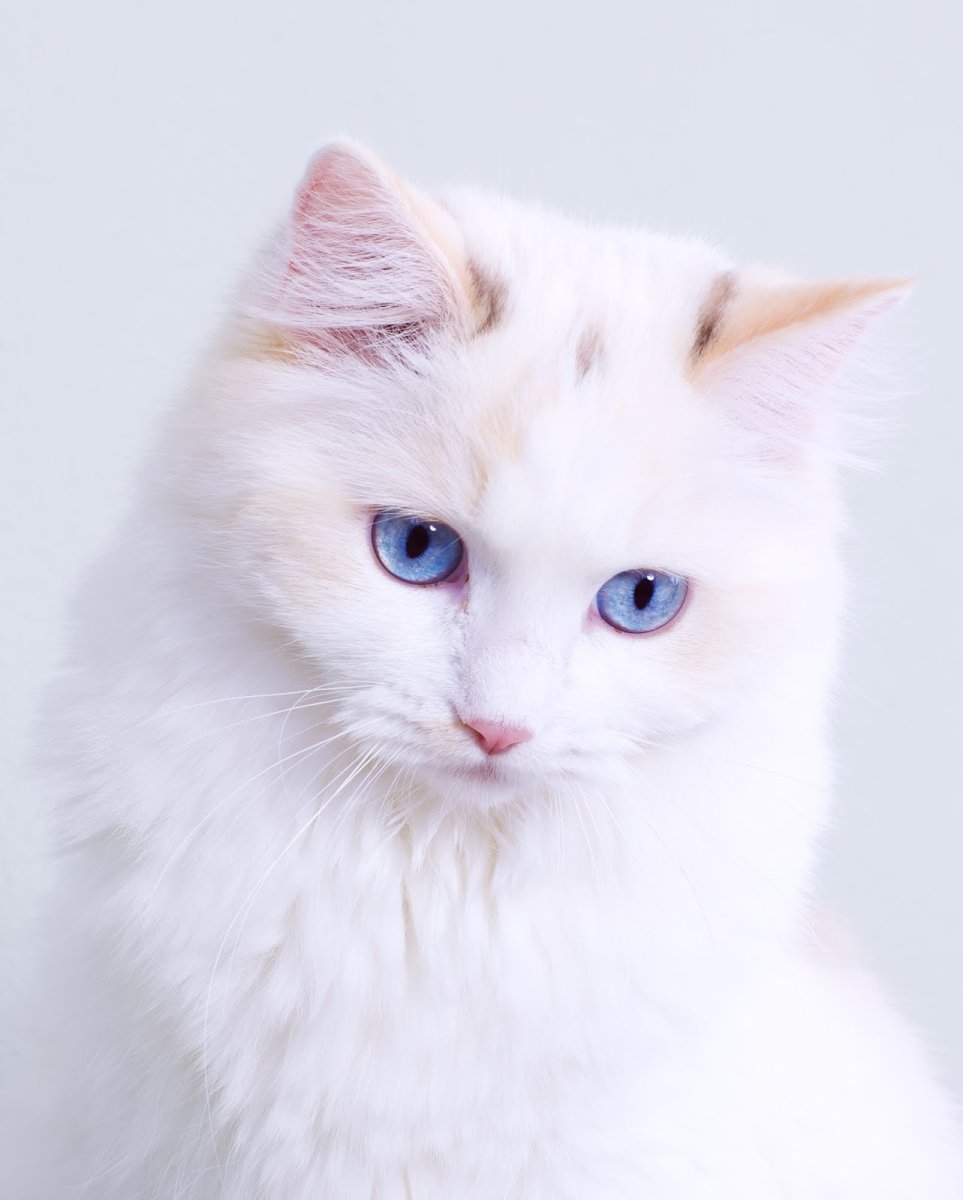 Сибирская ангорская кошка белая