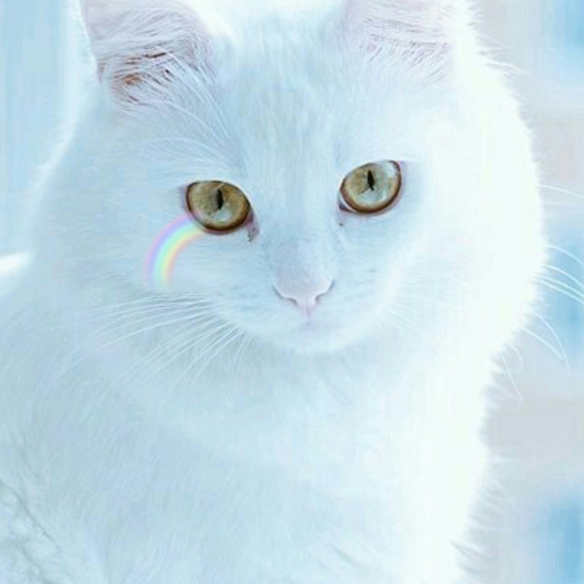 Охос азулес длинношерстный