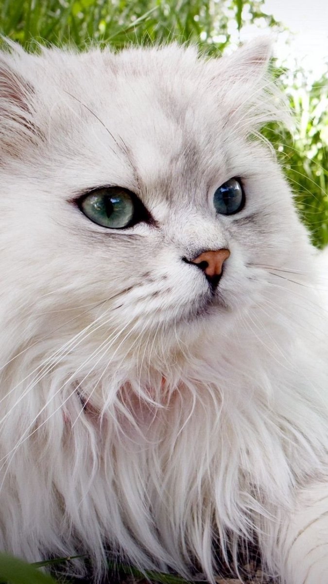 Пушистая кошка