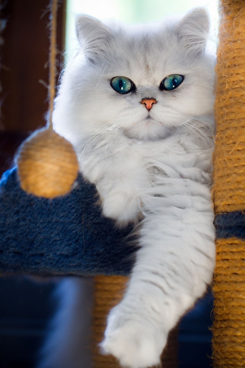 Красивые коты