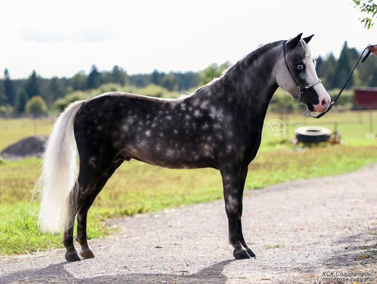 Пепельно Вороная масть лошади