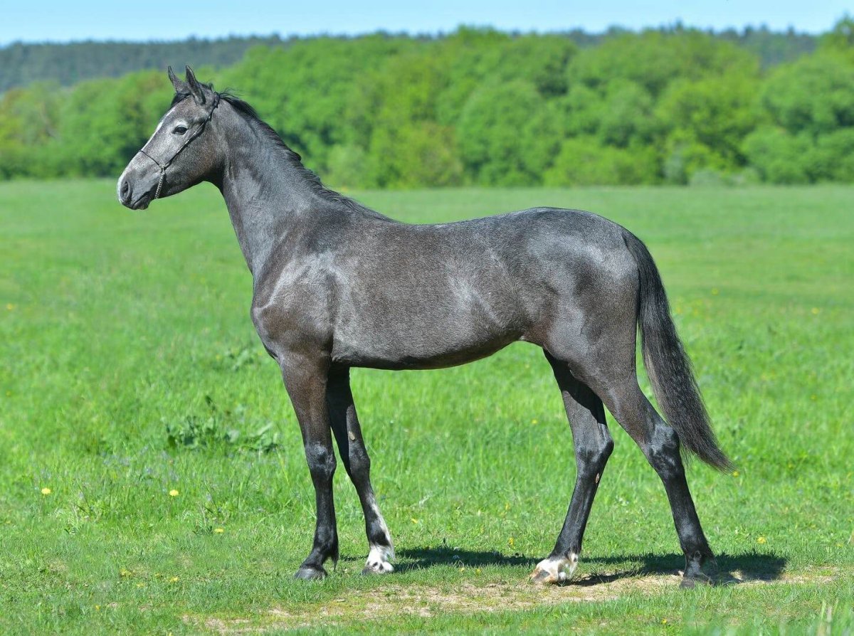 Мышастая саврасая масть