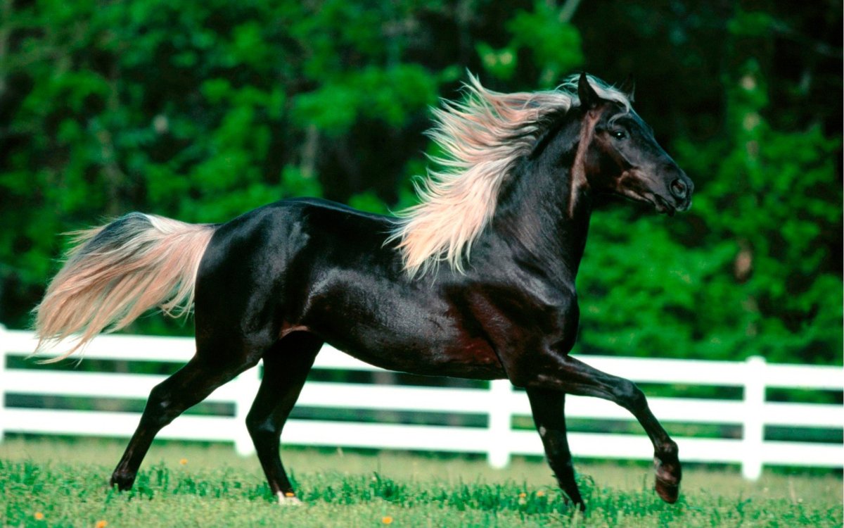 Серебристо-гнедая масть лошади