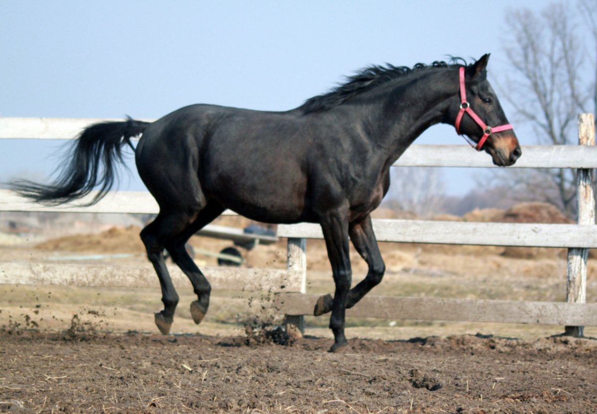 Мышастый Мустанг